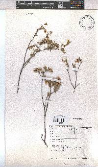 Hermannia odorata image