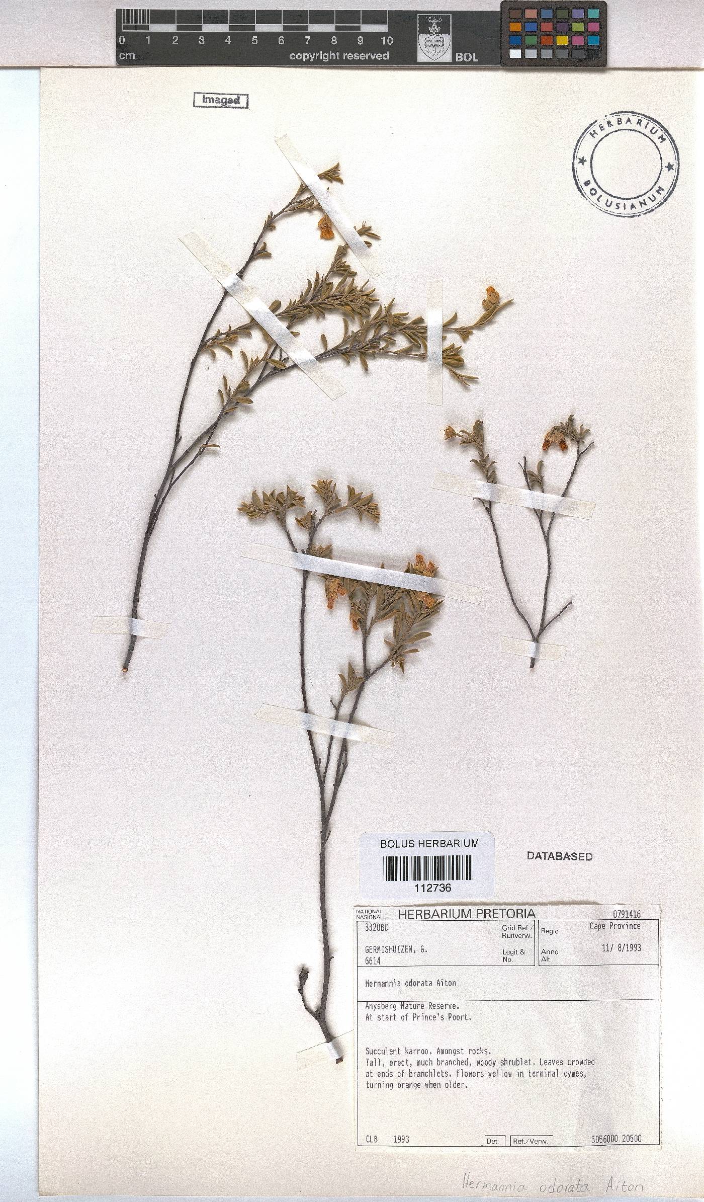 Hermannia odorata image