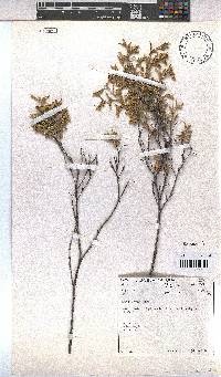 Hermannia odorata image