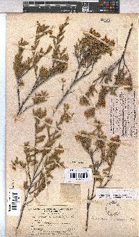 Hermannia odorata image