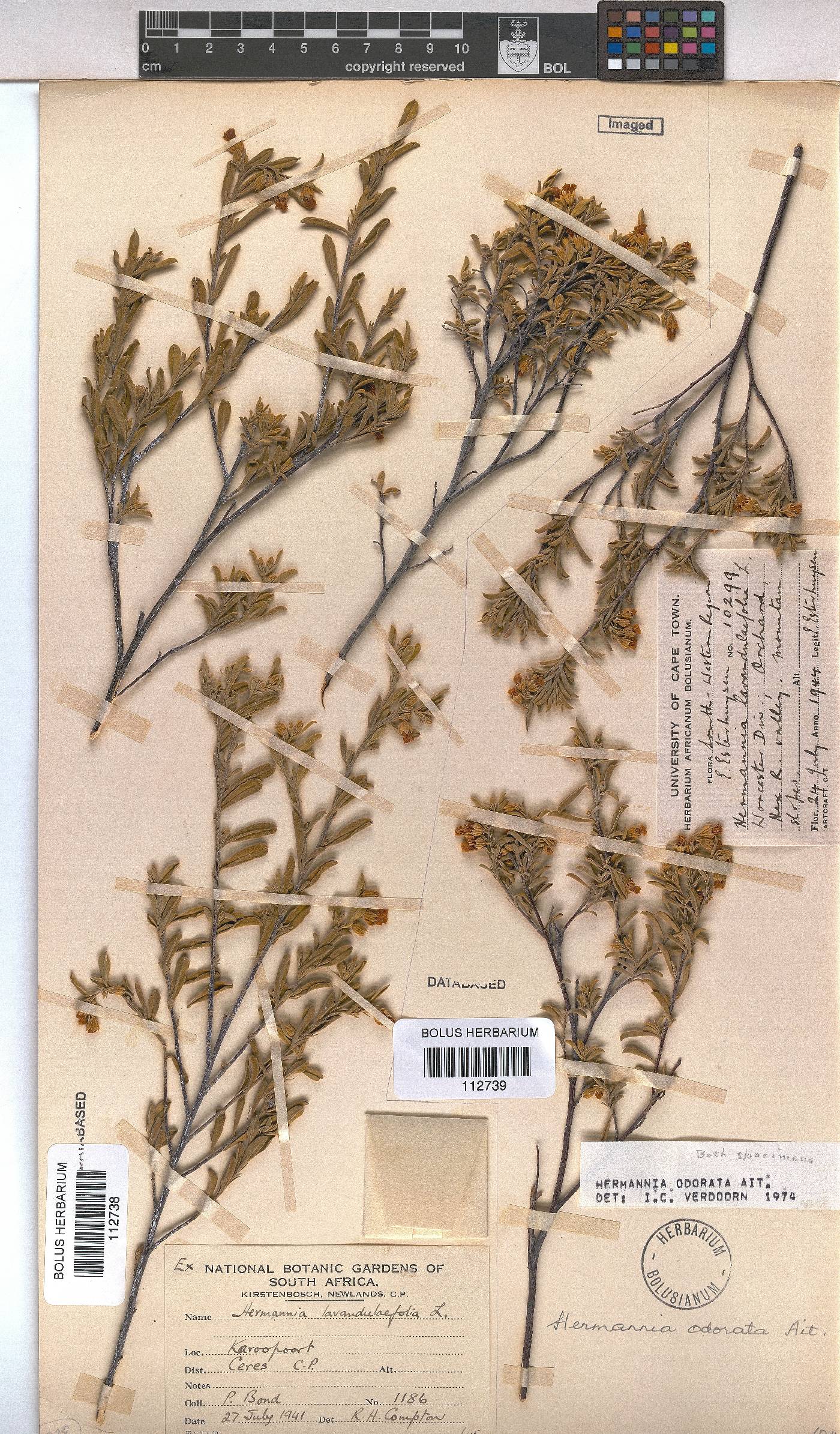 Hermannia odorata image