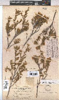Hermannia odorata image
