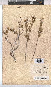 Hermannia odorata image