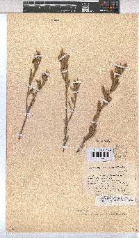 Hermannia odorata image