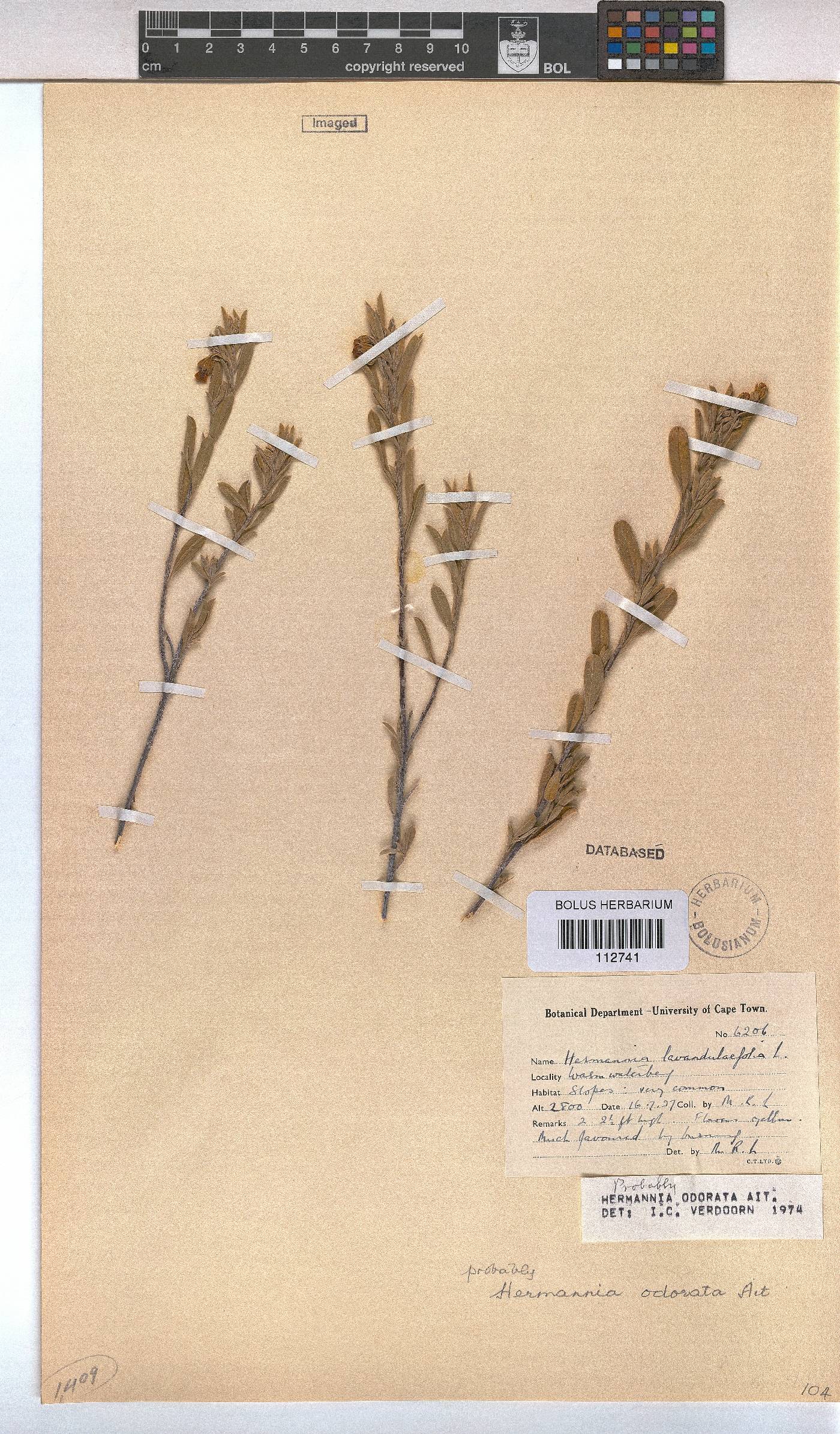 Hermannia odorata image