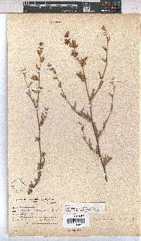 Hermannia odorata image