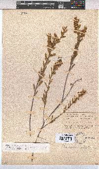 Hermannia sulcata image