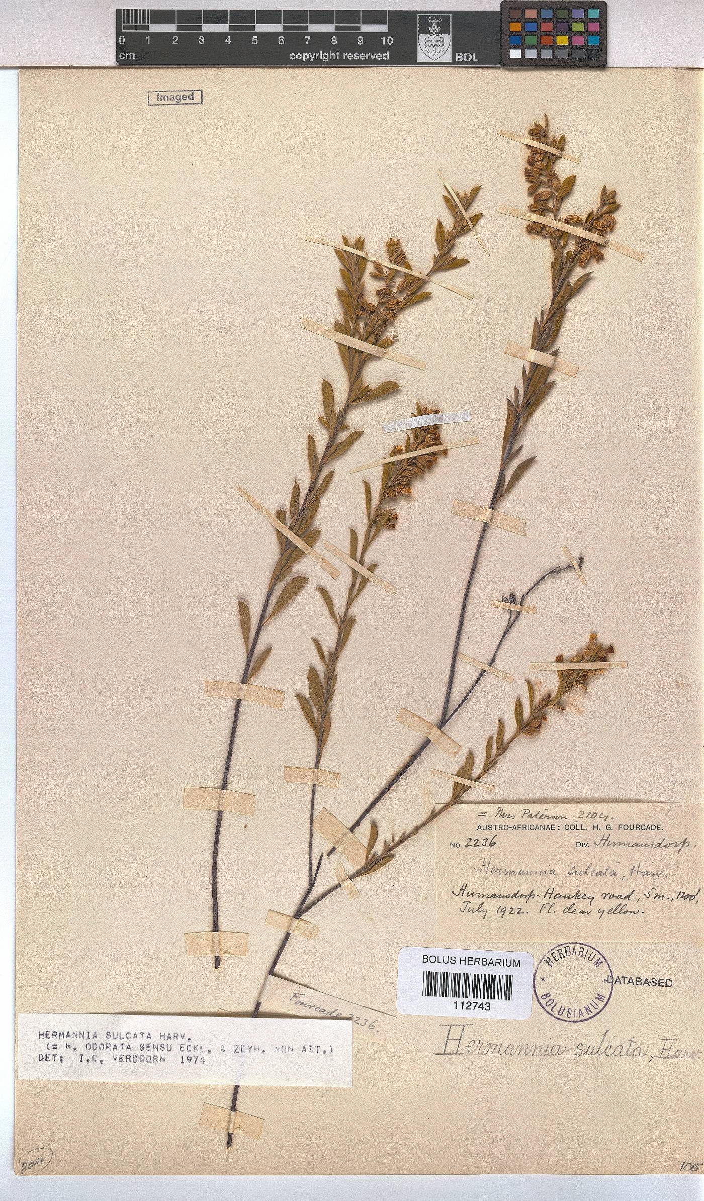Hermannia sulcata image