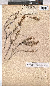 Hermannia sulcata image