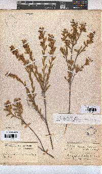 Hermannia sulcata image