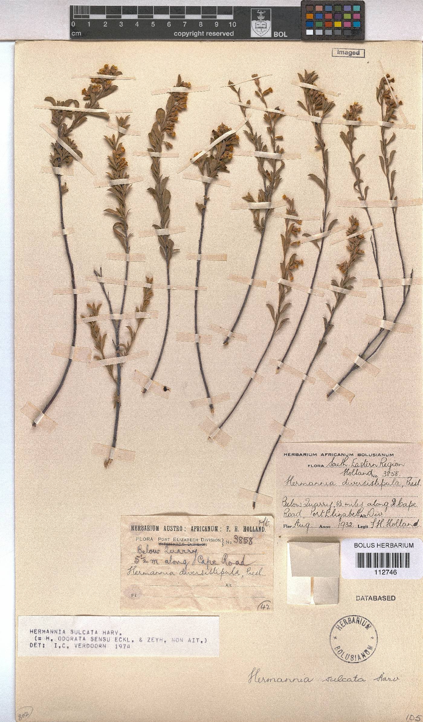 Hermannia sulcata image