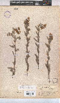 Hermannia velutina image
