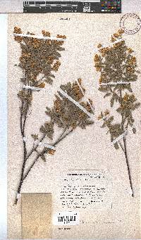Hermannia velutina image