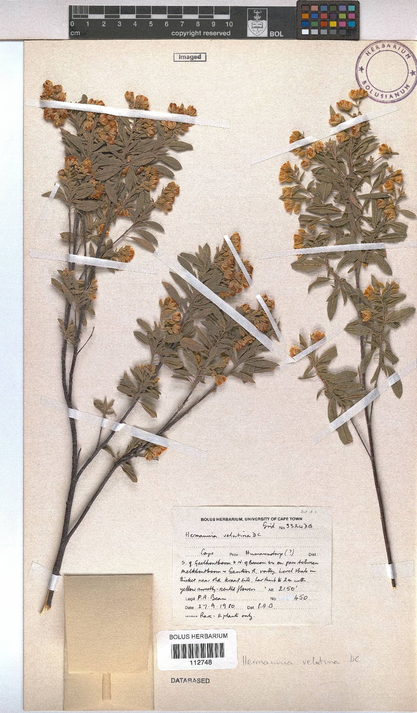Hermannia velutina image