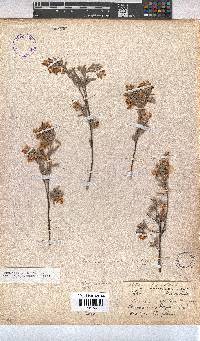 Hermannia velutina image