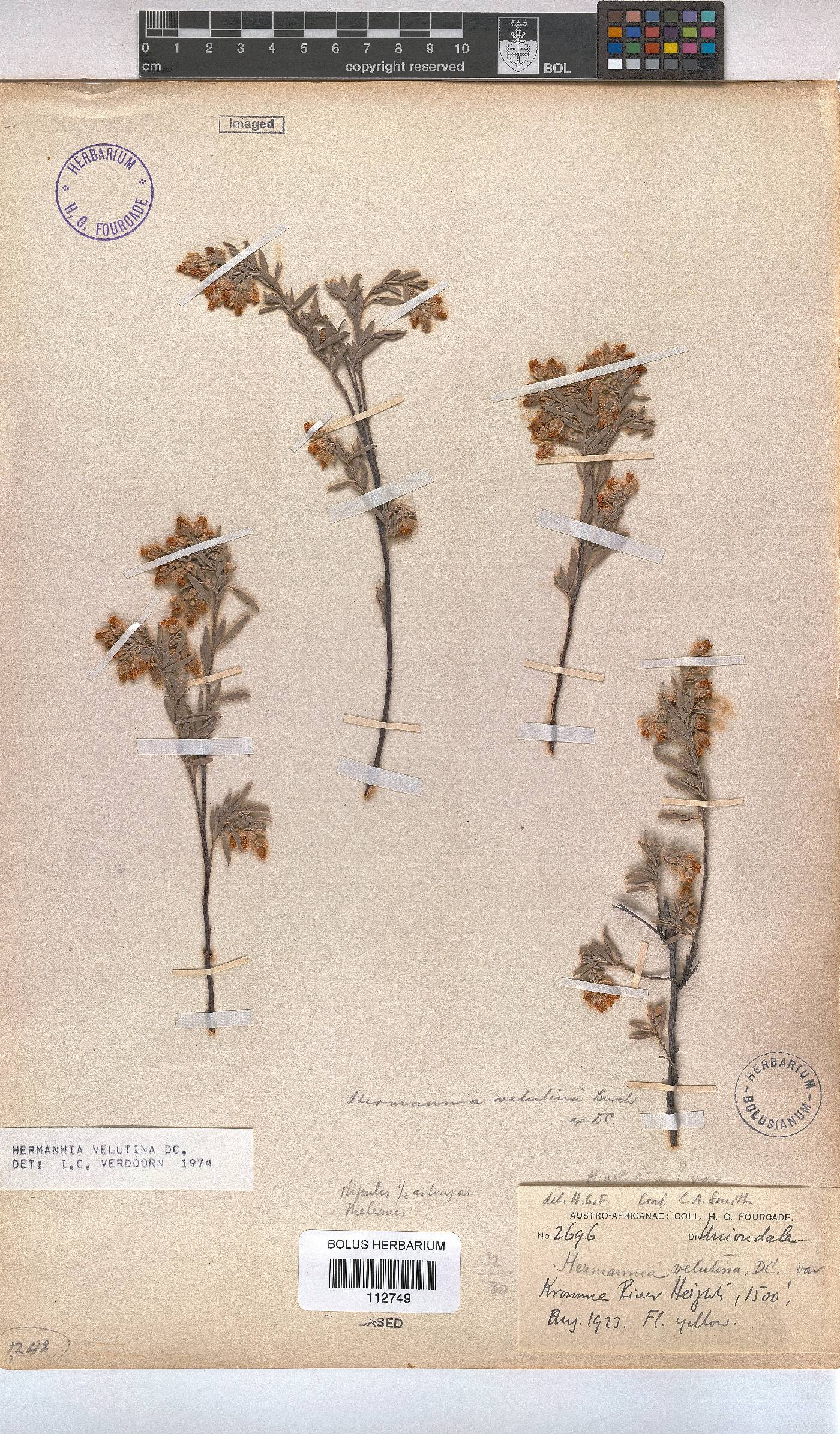 Hermannia velutina image