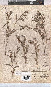 Hermannia velutina image