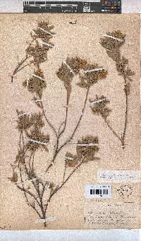 Hermannia velutina image