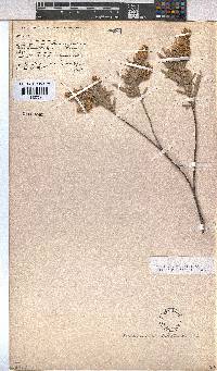 Hermannia velutina image