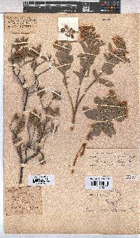 Hermannia velutina image