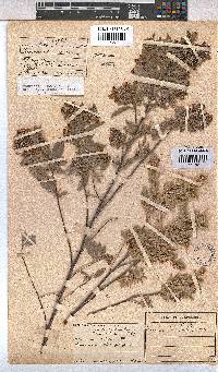Hermannia velutina image