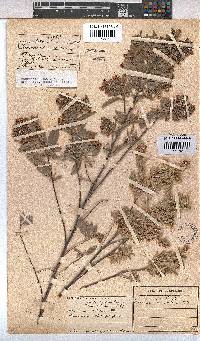 Hermannia velutina image