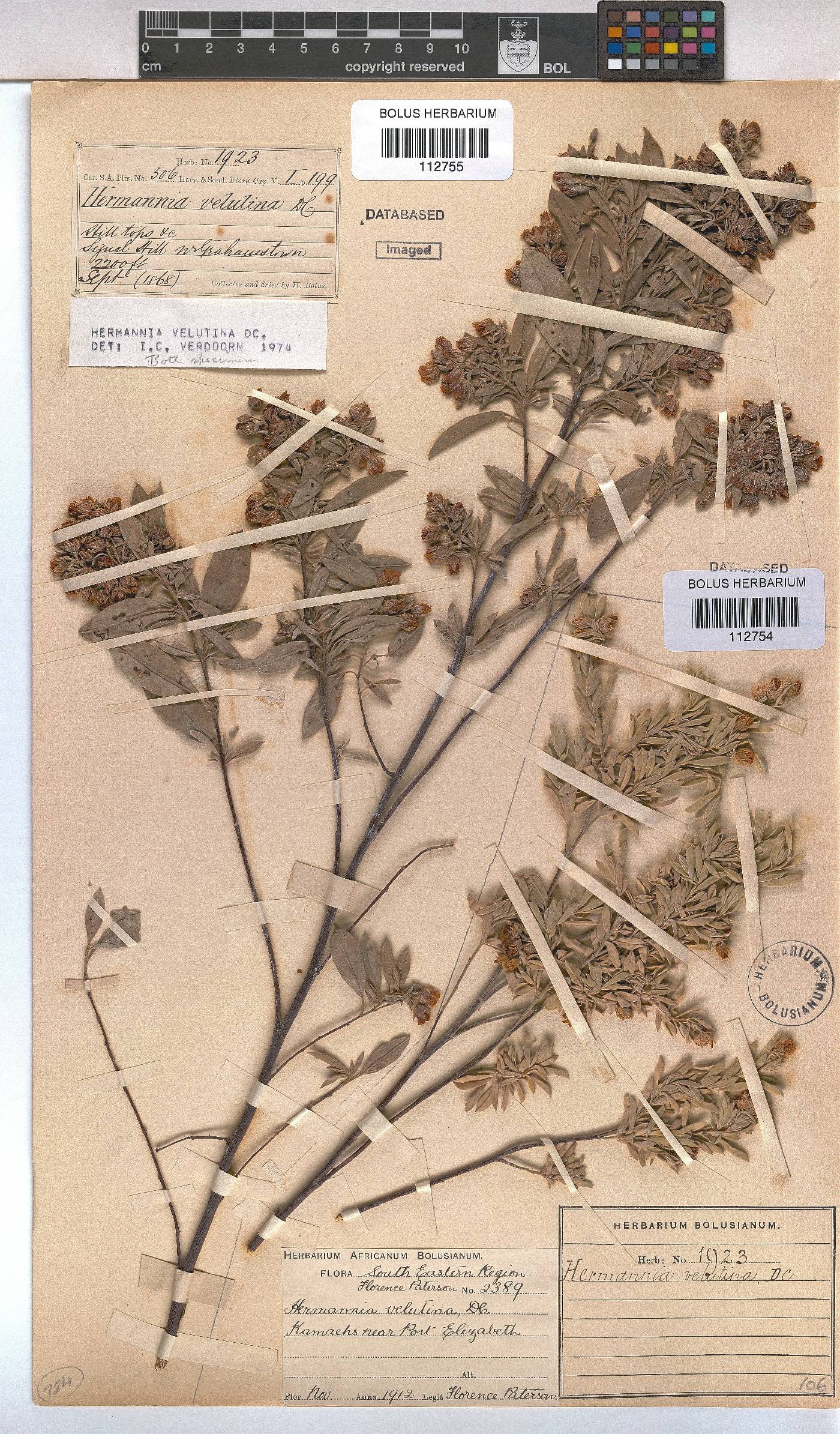 Hermannia velutina image