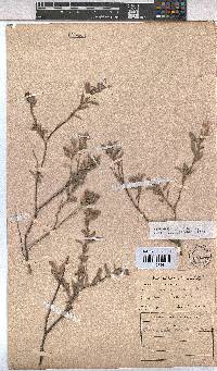 Hermannia velutina image