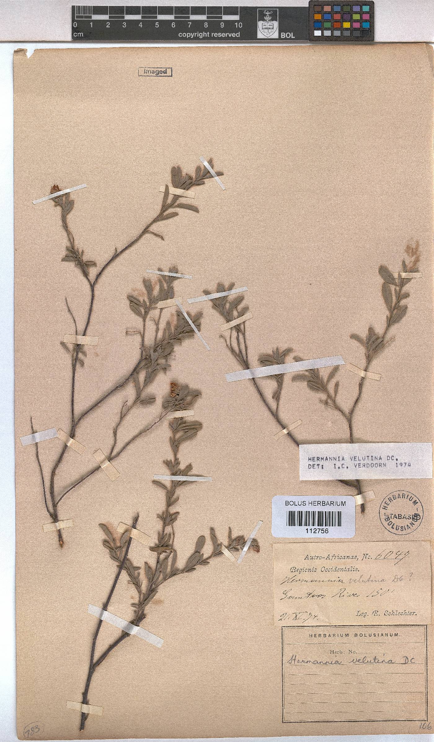 Hermannia velutina image