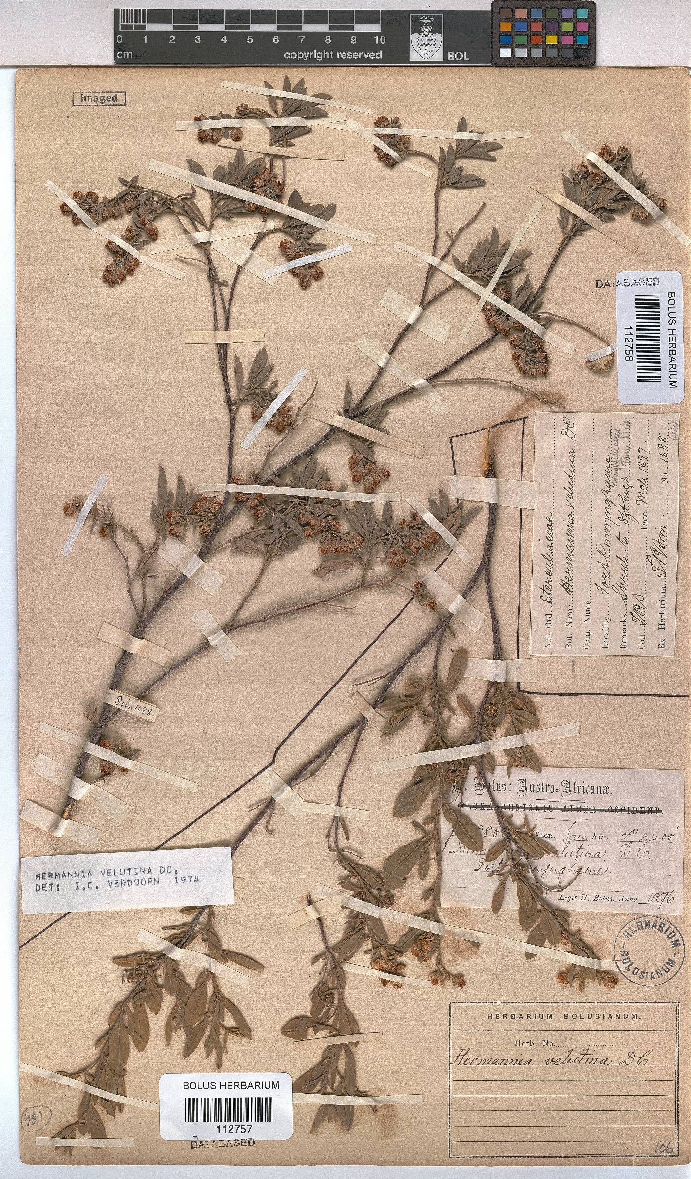 Hermannia image