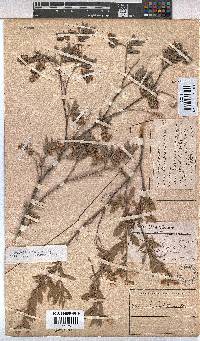 Hermannia velutina image