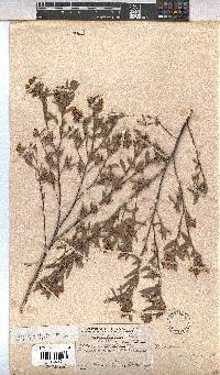 Hermannia velutina image