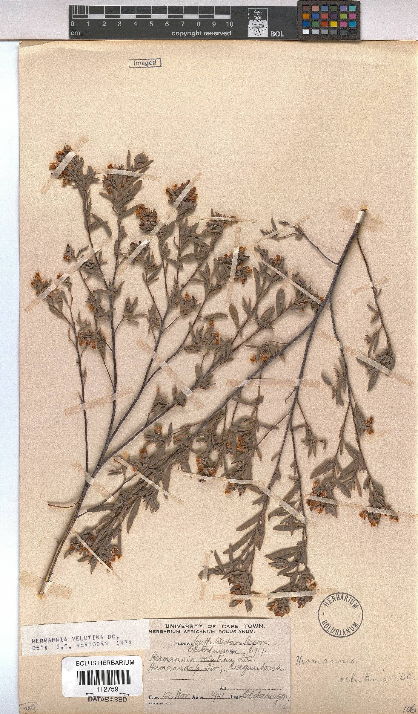 Hermannia velutina image