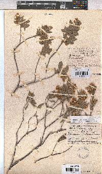 Hermannia velutina image
