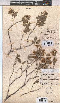 Hermannia velutina image