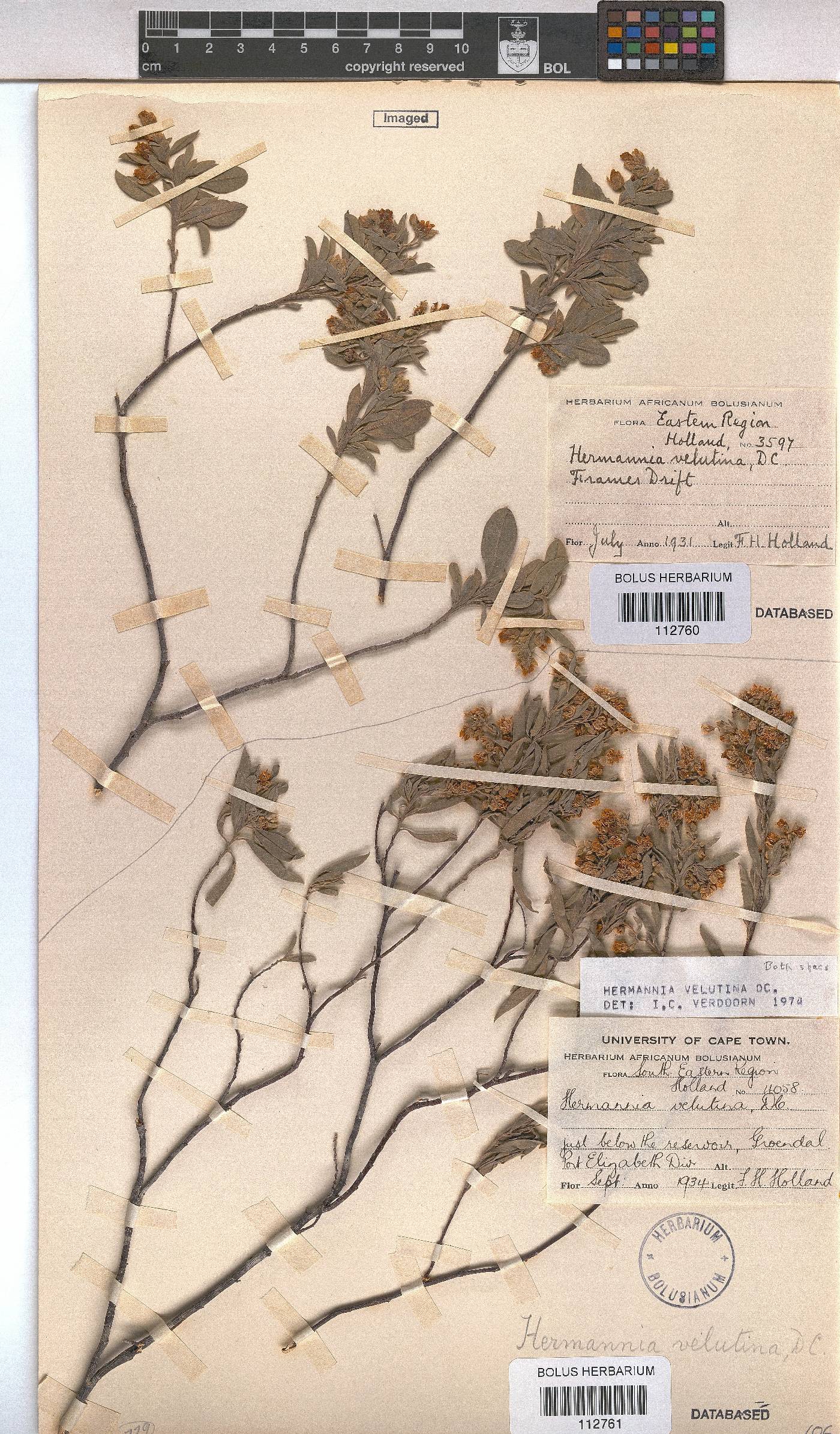 Hermannia velutina image