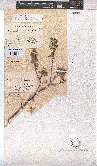 Hermannia velutina image