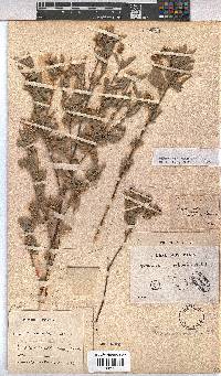 Hermannia velutina image