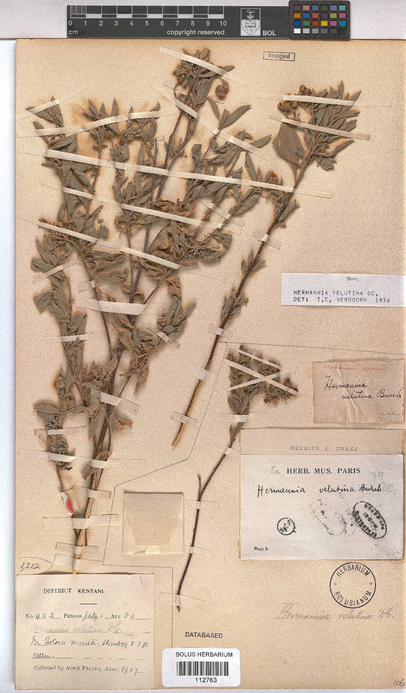 Hermannia velutina image