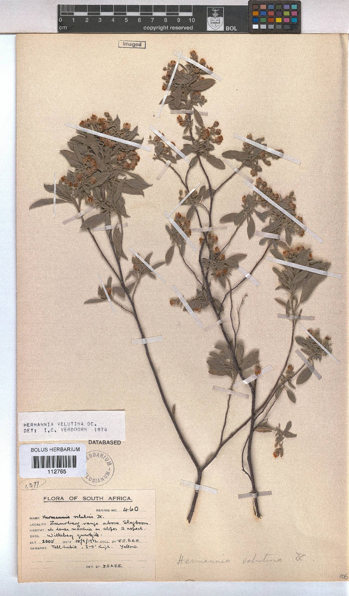 Hermannia velutina image