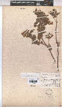 Hermannia velutina image