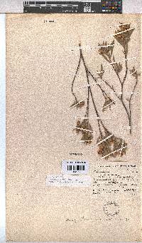 Hermannia velutina image