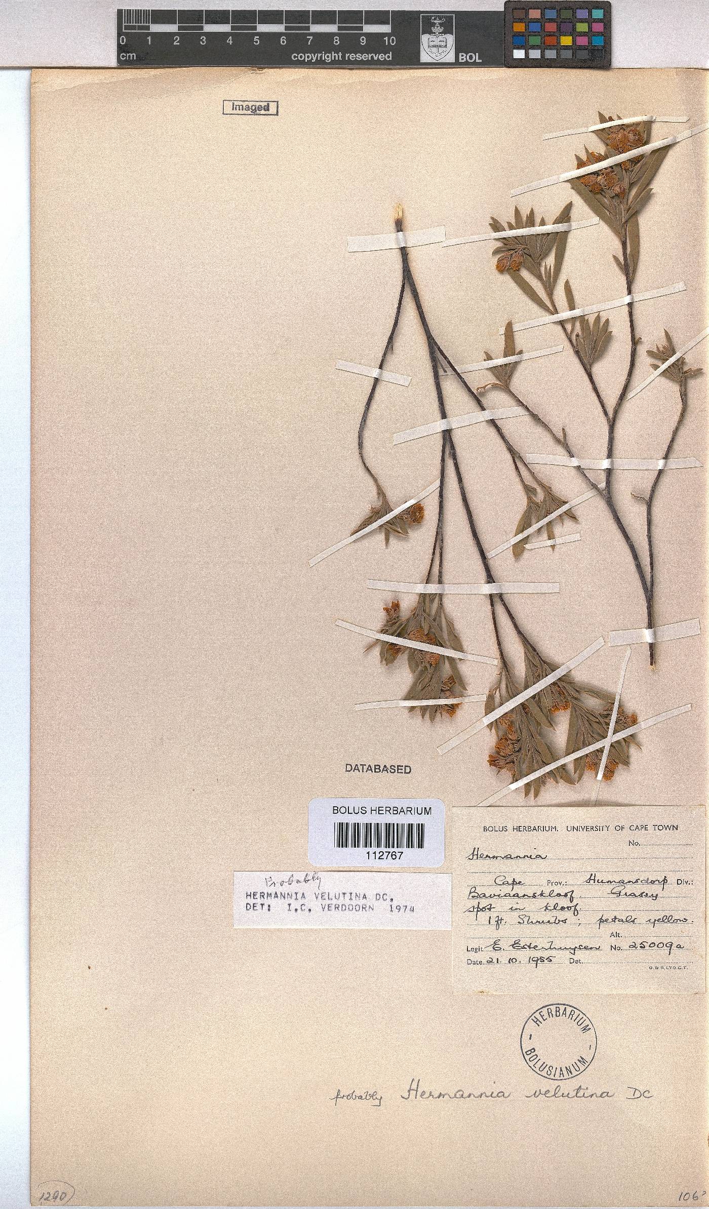 Hermannia velutina image