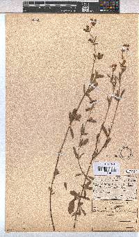 Hermannia gracilis image