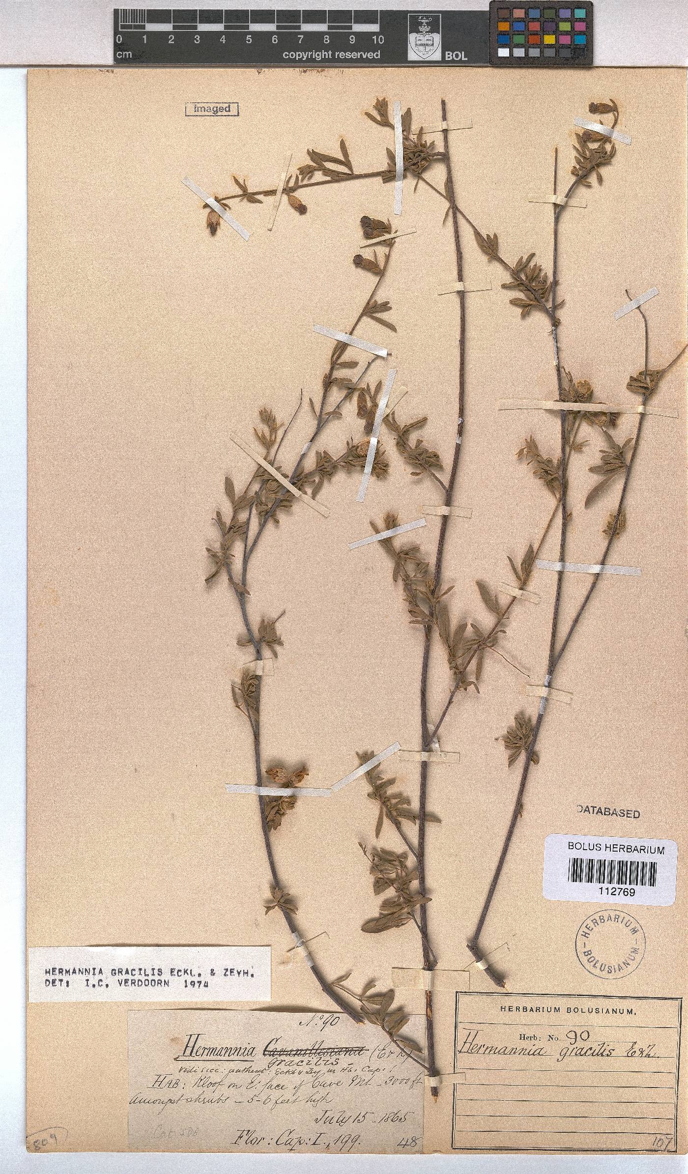 Hermannia gracilis image