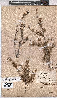 Hermannia gracilis image