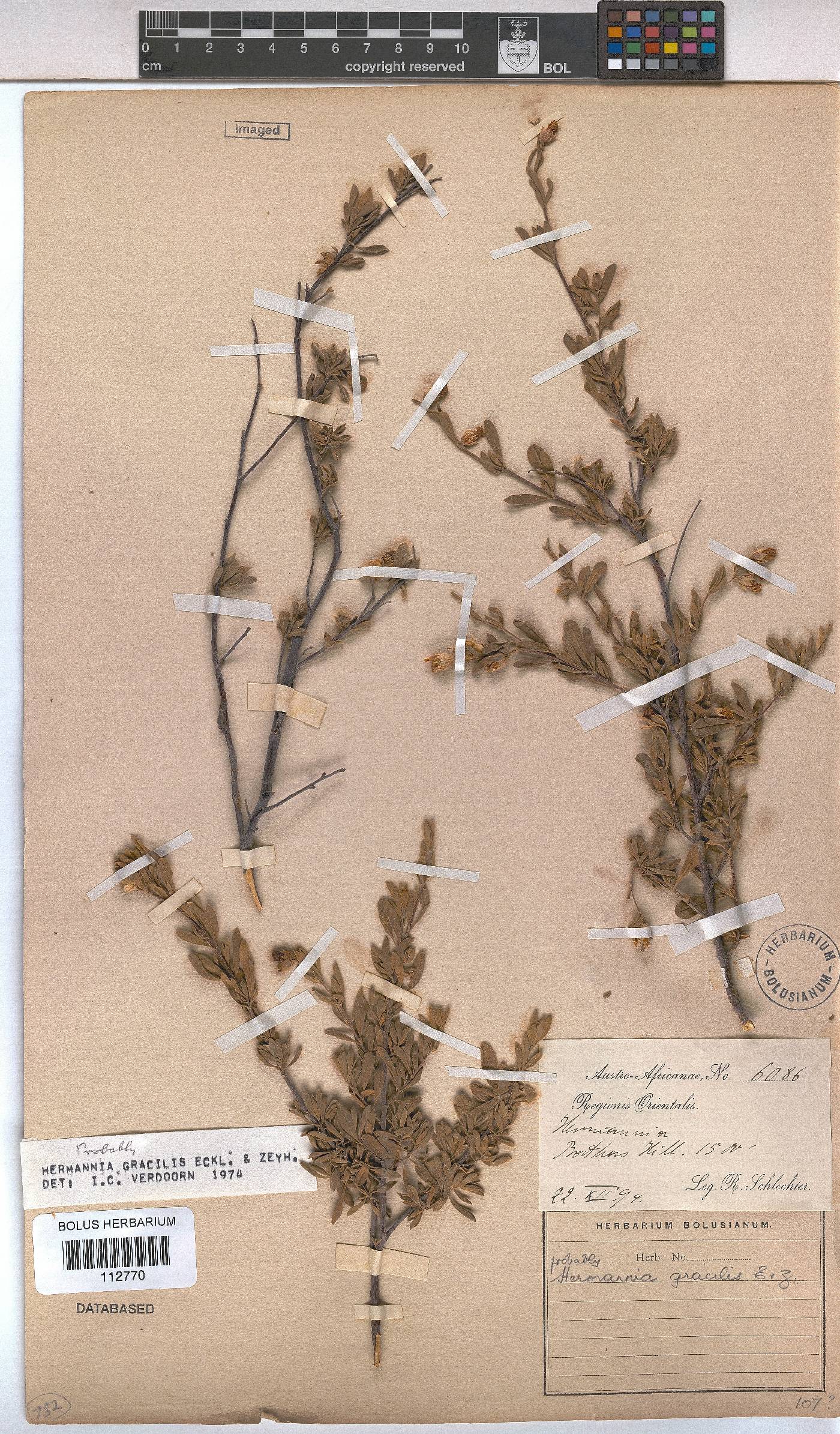 Hermannia gracilis image