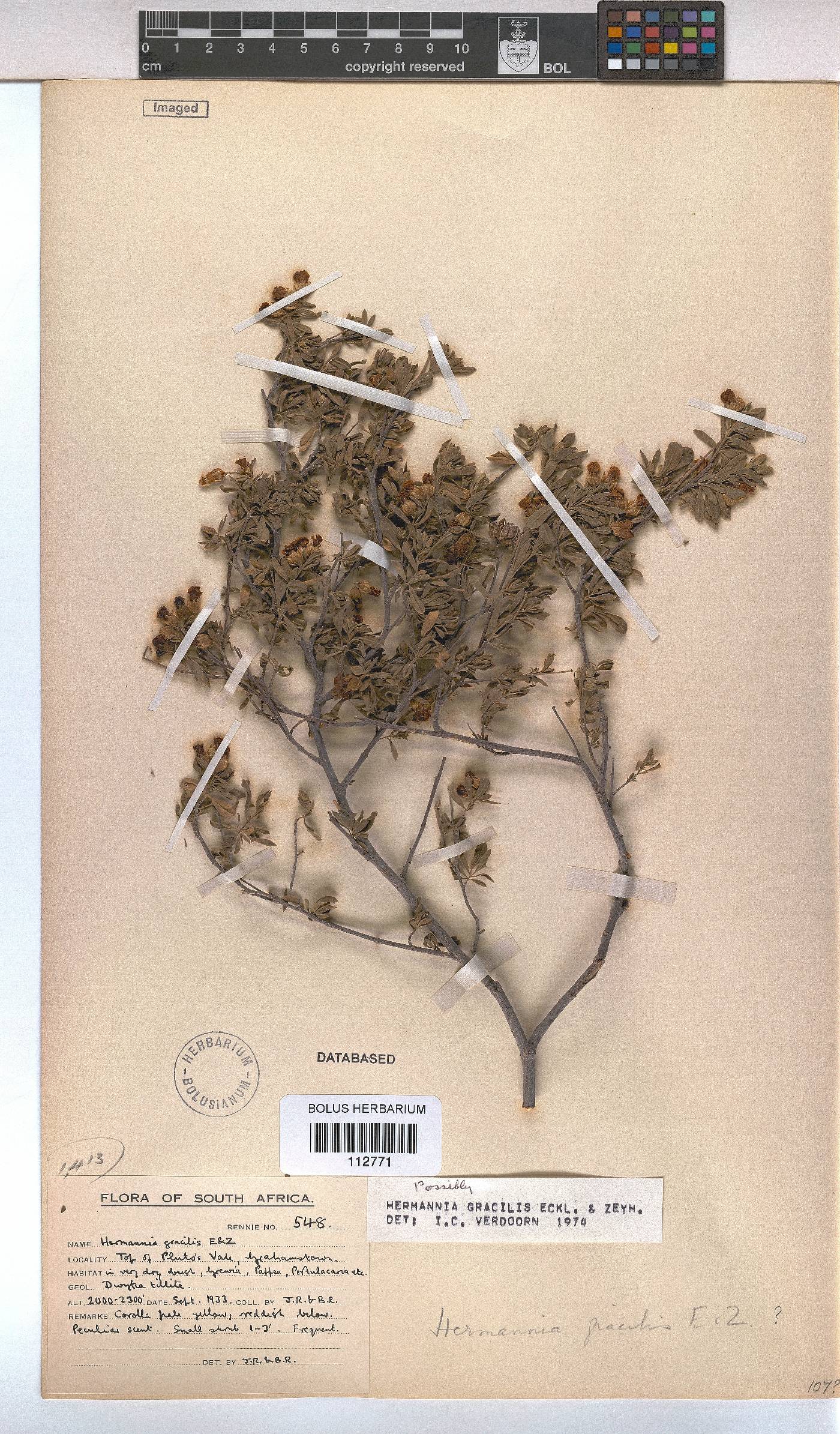 Hermannia gracilis image