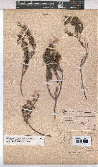 Hermannia diversistipula var. diversistipula image