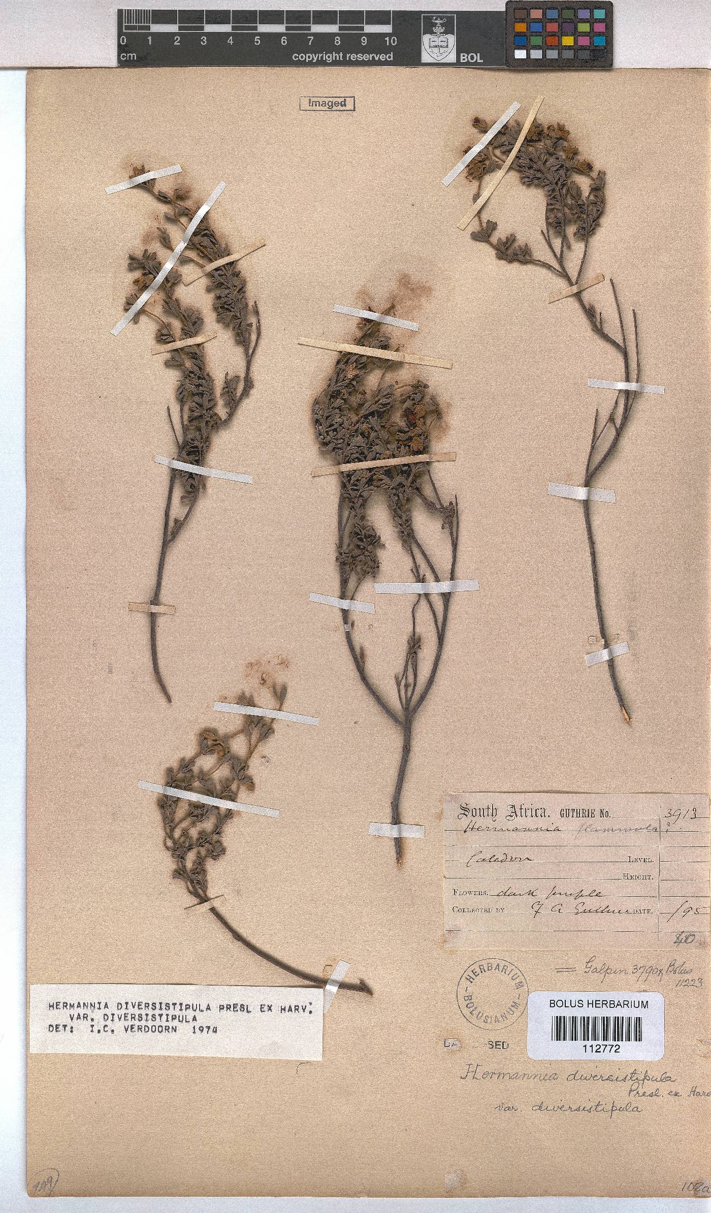 Hermannia diversistipula var. diversistipula image